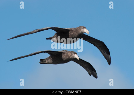 Southern papere giganti, Macronectes giganteus, Gough isola, a sud dell'Oceano Atlantico. Foto Stock