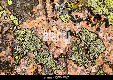 Il Lichen copertura di granito rosa rock Foto Stock