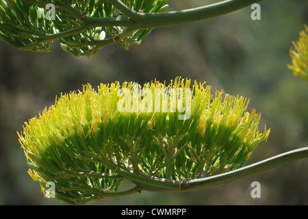 Agave cactus grande fiore dettaglio Foto Stock