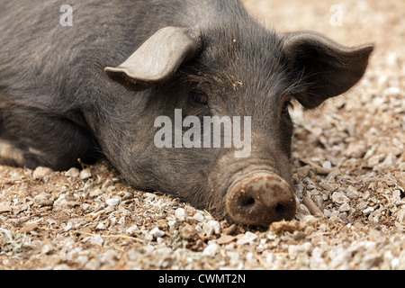 Ritratto di maiale selvatico giacenti nel terreno forestale Foto Stock