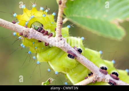 Grande bruco di Saturnia pyri falena gigante sul ramo di albero Foto Stock