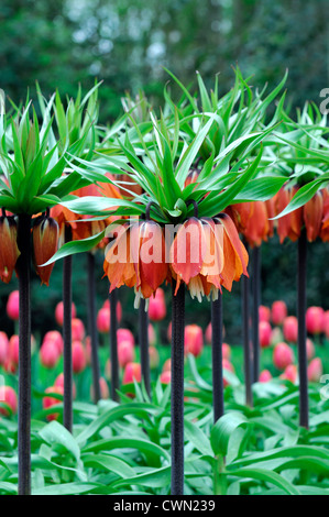 Fritillaria imperialis rubra maxima colori colori fiori fioritura fiorisce orange crown imperial lampadine aprile molla Foto Stock