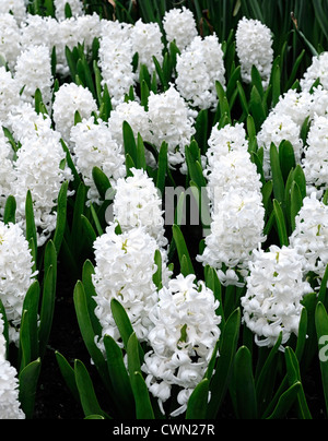 Giacinto hyacinthus orientalis aiolos molla bianca Lampadina fioritura di fiori bed Foto Stock