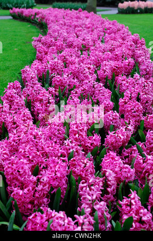 Giacinto hyacinthus orientalis rosa perla fiore fiori blumi blossoms letto Letti bordi di confine molla display della lampadina Foto Stock