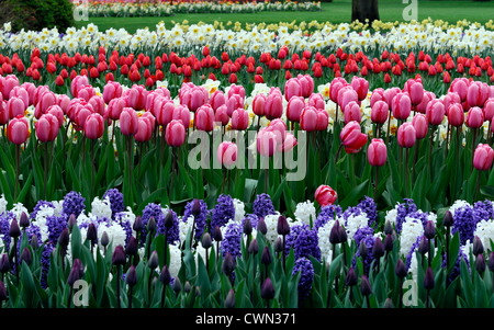 Letto misto di confine fioritura primaverile lampadine rosa viola bianco colore colore combinazione combo mix piantando mescolato lo schema di visualizzazione Foto Stock