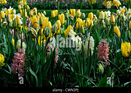 Fritillaria lutea giacinto tulipa finola Tulipa candela letto misto di confine fioritura primaverile lampadine bianco giallo colore colore combo Foto Stock