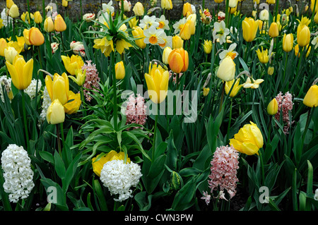 Fritillaria lutea giacinto tulipa finola Tulipa candela letto misto di confine fioritura primaverile lampadine bianco giallo colore colore combo Foto Stock