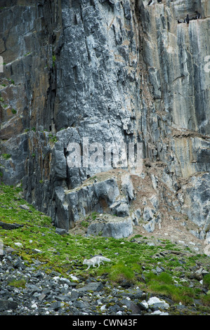 Volpe Artica, Alopex lagopus, in corrispondenza di un uccello cliff, Spitsbergen, Svalbard, Arctic Foto Stock