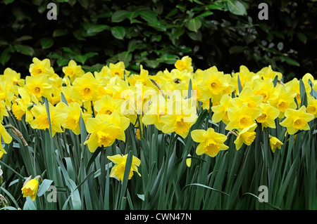 Narcissus agathon daffodil tazza grande tazza fiori letto deriva primavera fioritura bulbo bloom fiore giallo Foto Stock