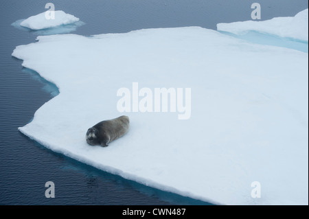 Guarnizione barbuto, Erignathus barbatus, giacente sul mare di ghiaccio, Spitsbergen, Svalbard, Arctic Foto Stock