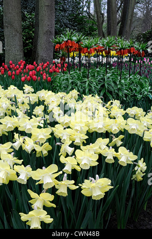 Narcissus daffodil avalon fritillaria imperialis rubra letto lampadina a molla fiori fioritura bloom blossom mix piantando mescolato schema Foto Stock