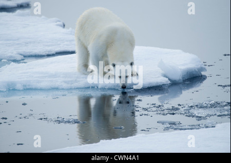 Orso polare, Ursus maritimus, sul mare di ghiaccio a nord di Spitsbergen, Svalbard, Arctic Foto Stock