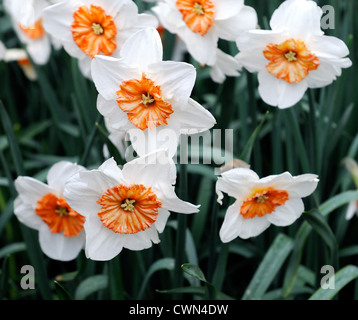 Narciso professor einstein daffodil bianco arancione di grandi fiori a tazza narcisi narcisi bulbi molla di messa a fuoco selettiva flowerin Foto Stock