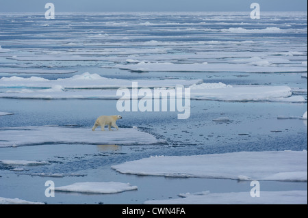 Orso polare, Ursus maritimus, sul mare di ghiaccio a nord di Spitsbergen, Svalbard, Arctic Foto Stock