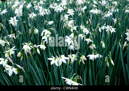 Narcissus thalia white daffodil triandrus multi intitolata fiori letto deriva la molla closeup ritratti vegetali fioritura bloom blossom Foto Stock