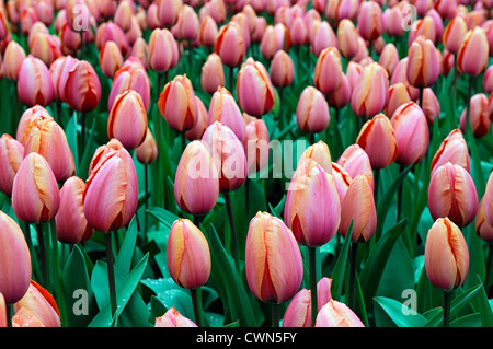 Tulipa apricot impressione ibrido di Darwin tulip display fiori fiore di primavera fioriscono letto fiore di colore colore lampadina Foto Stock