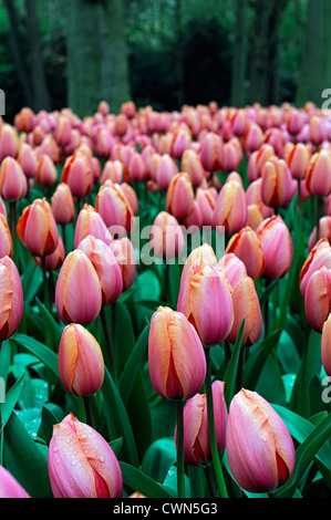 Tulipa apricot impressione ibrido di Darwin tulip display fiori fiore di primavera fioriscono letto fiore di colore colore lampadina Foto Stock