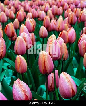 Tulipa apricot impressione ibrido di Darwin tulip display fiori fiore di primavera fioriscono letto fiore di colore colore lampadina Foto Stock