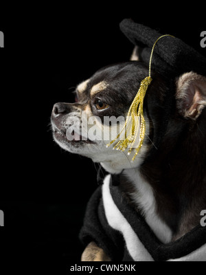 Carino chihuahua nel cappuccio e camice di graduazione. Su sfondo nero Foto Stock