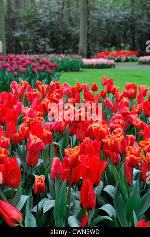 Tulipa orange monarch trionfo tulip display fiori fiore di primavera fioriscono letto fiore di colore colore lampadina Foto Stock