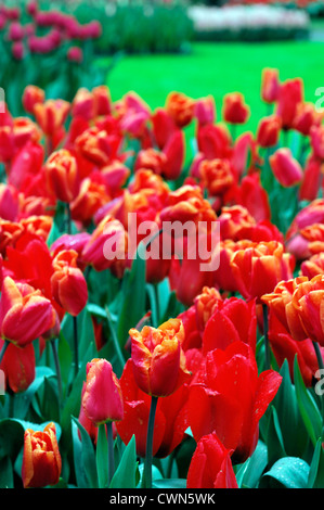 Tulipa orange monarch trionfo tulip display fiori fiore di primavera fioriscono letto fiore di colore colore lampadina Foto Stock