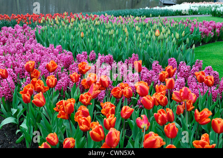 Tulipa orange monarch trionfo tulip giacinto jan bos malva fiori rosa display fiore di primavera fioriscono letto fiore di colore colore Foto Stock