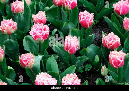 Tulipa queensland rosa orlata tulip display fiori fiore di primavera fioriscono letto fiore di colore colore lampadina Foto Stock