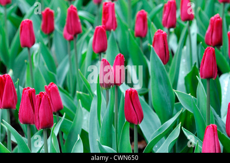 Tulipa Ruby Prince singolo primissimi Pink tulip display fiori fiore di primavera fioriscono letto fiore di colore colore lampadina Foto Stock