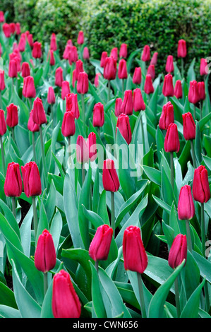 Tulipa Ruby Prince singolo primissimi Pink tulip display fiori fiore di primavera fioriscono letto fiore di colore colore lampadina Foto Stock