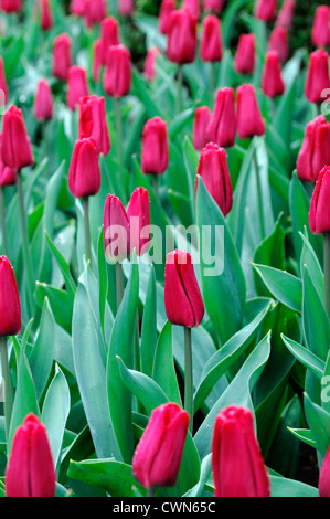 Tulipa Ruby Prince singolo primissimi Pink tulip display fiori fiore di primavera fioriscono letto fiore di colore colore lampadina Foto Stock