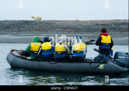 Persone in zodic guardando un orso polare, Ursus maritimus, Spitsbergen, Svalbard, Arctic Foto Stock