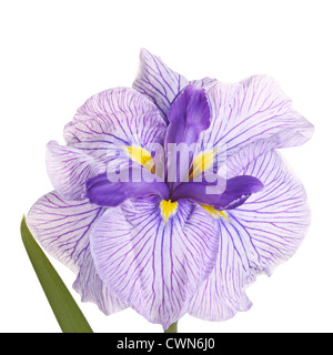 Viola, giallo e bianco fiore di un giapponese cultivar iris (Iris ensata) isolati contro uno sfondo bianco Foto Stock