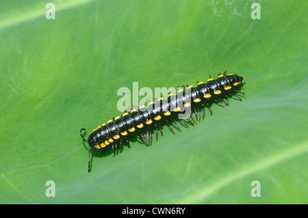 Millepiedi Millipedes sono artropodi che hanno due coppie di gambe per segmento eccetto per il primo segmento dietro la testa che d Foto Stock