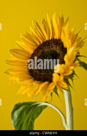 Helianthus annuus, Girasole Foto Stock