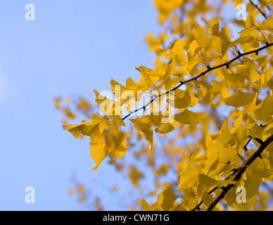 Gingko biloba, Gingko, Maidenhair tree Foto Stock