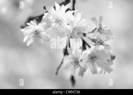 Prunus subhirtella 'Autumnalis' Ciliegio, fioritura autunnale cherry Foto Stock