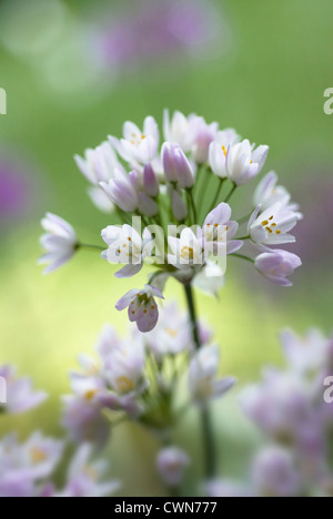 Allium neapolitanum, Allium Foto Stock