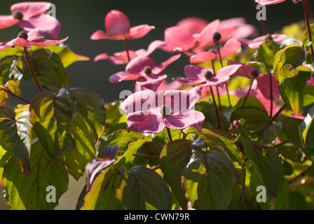 Cornus Kousa 'Satomi', sanguinello, fioritura Foto Stock