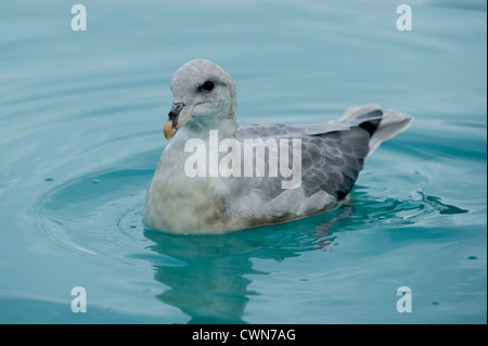 Northern fulmar, Fulmarus glacialis, Magdalenefjord, Spitsbergen, Svalbard, Arctic Foto Stock