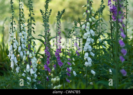 Digitalis purpurea, Foxglove Foto Stock