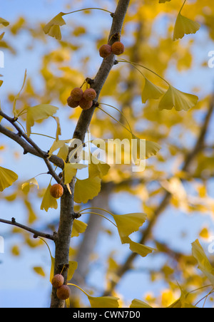 Il Ginkgo biloba, Ginkgo, Maidenhair ramo di albero con giallo verde foglie e bacche Frutta contro un cielo blu. Foto Stock