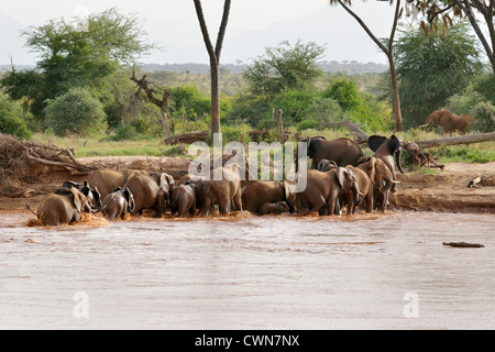 Branco di elefanti che attraversano la Ewaso Ngiro River Foto Stock