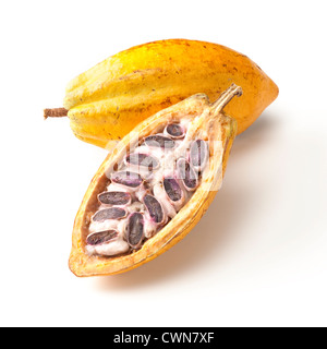 Theobroma cacao, fava di cacao Foto Stock