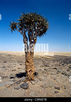 Aloe dichotoma, Quiver tree Foto Stock