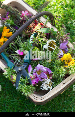 Punto morto fiori con secateurs in un trug in legno Foto Stock