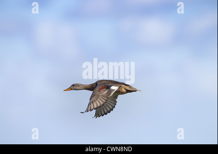 Canapiglia Anas strepera a Cley riserva naturale North Norfolk Foto Stock