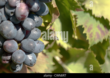 In prossimità di una piccola ape passando vicino ad un grappolo di uva viola. Grapevine in background Foto Stock