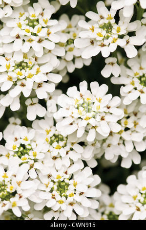 Iberis umbellata, Candytuft Foto Stock