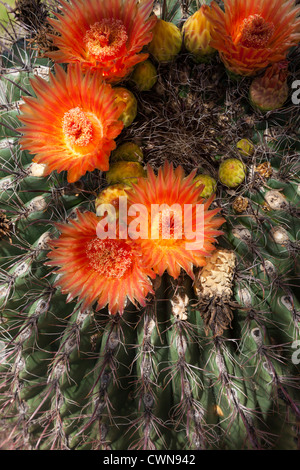 Arizona Barrel Cactus, Fishhook Cactus o Candy Barrel Cactus, Ferocactus wislizeni, in fiore nel deserto di sonora nell'Arizona meridionale. Foto Stock