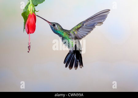 Hummingbird, Cynanthus latirostris, che si nutrono di fiori di nettare nel deserto di sonora nell'Arizona meridionale. Foto Stock